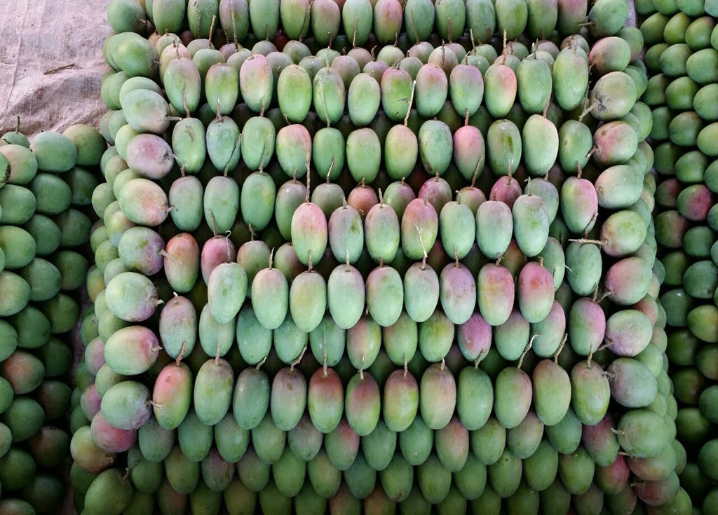 Hapus Alphonso Mango Devgad