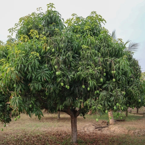 Mango Orchard Devgad